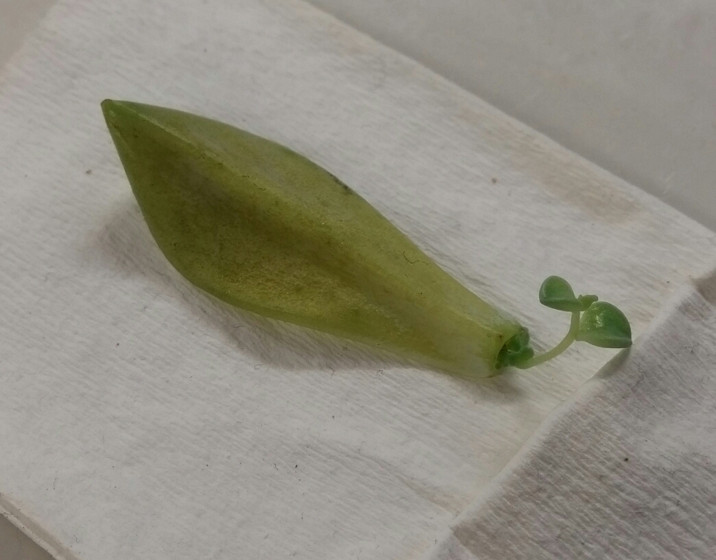 一片多肉叶子基部长出新根