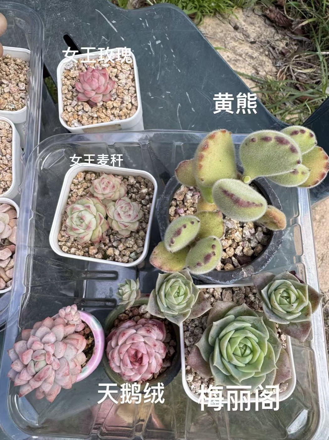 入坑第一批多肉之二:女王玫瑰、黄熊、女王麦秆、天鹅绒、梅丽阁等