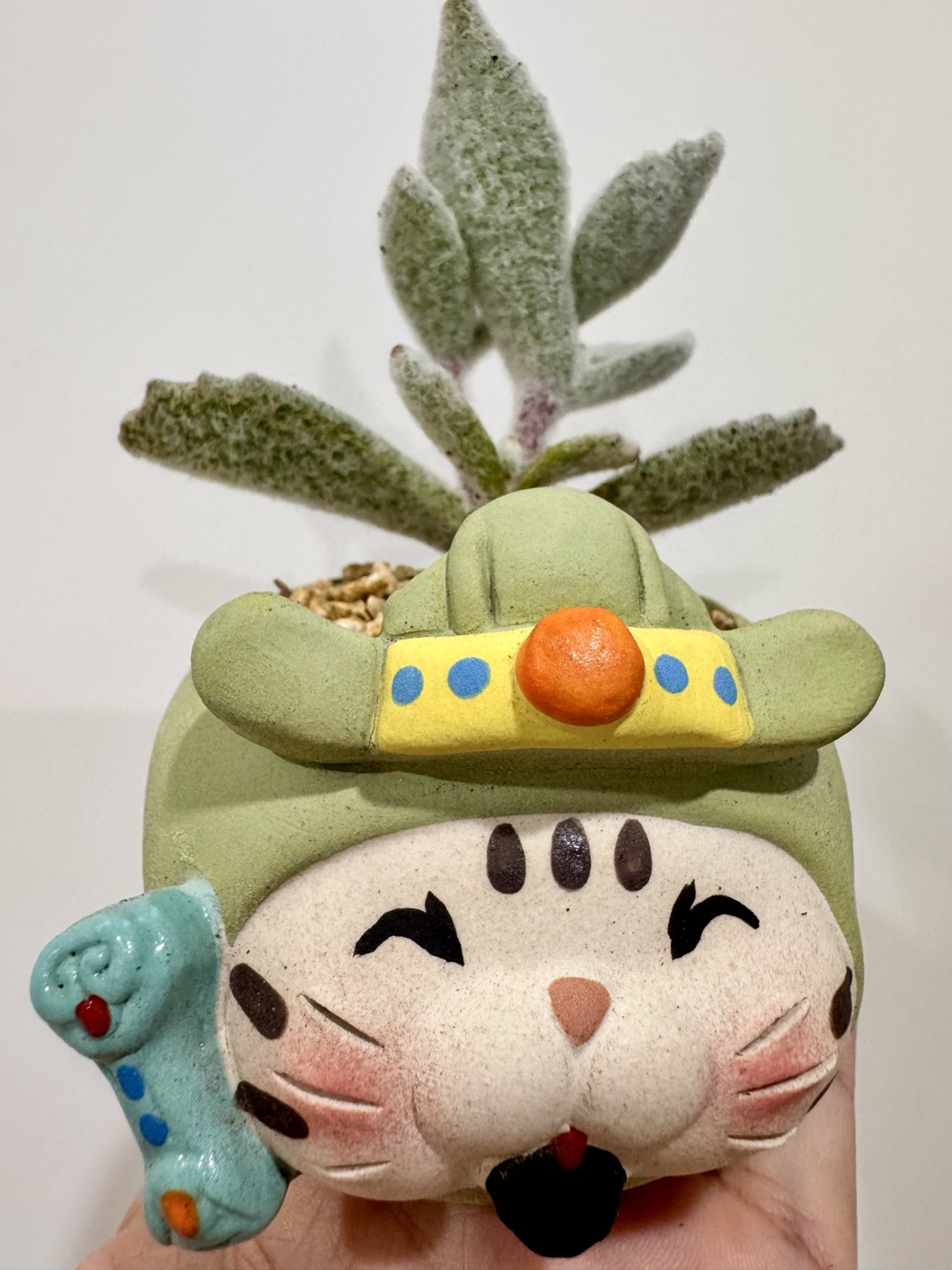 绿色招财猫造型花盆,里面种着一株毛茸茸的福兔耳