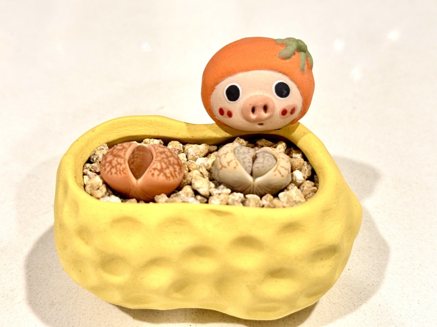 黄色花生壳造型花盆,盖子是小猪脸,里面种着两颗屁屁生石花